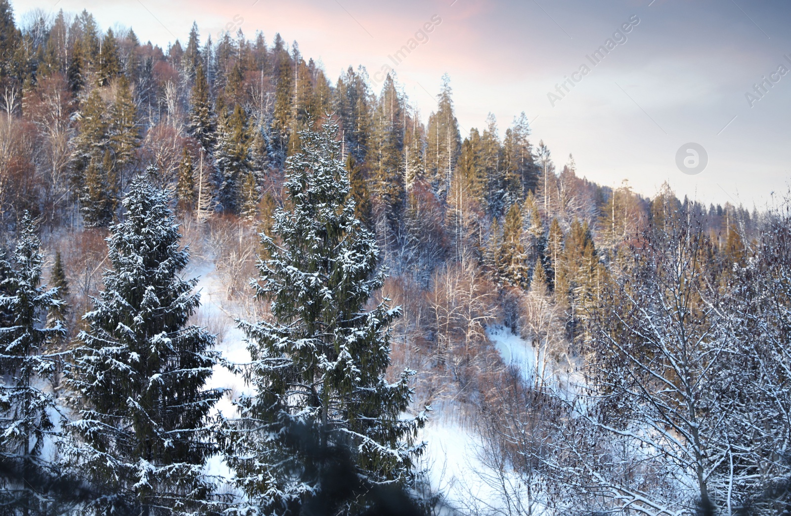 Photo of Snowy fir trees in cold winter forest