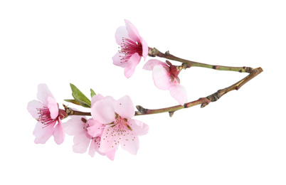 Photo of Tree branch with blossom isolated on white. Spring season