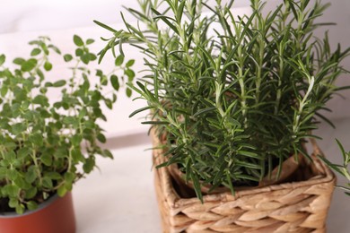 Aromatic green rosemary in pot on white table, closeup