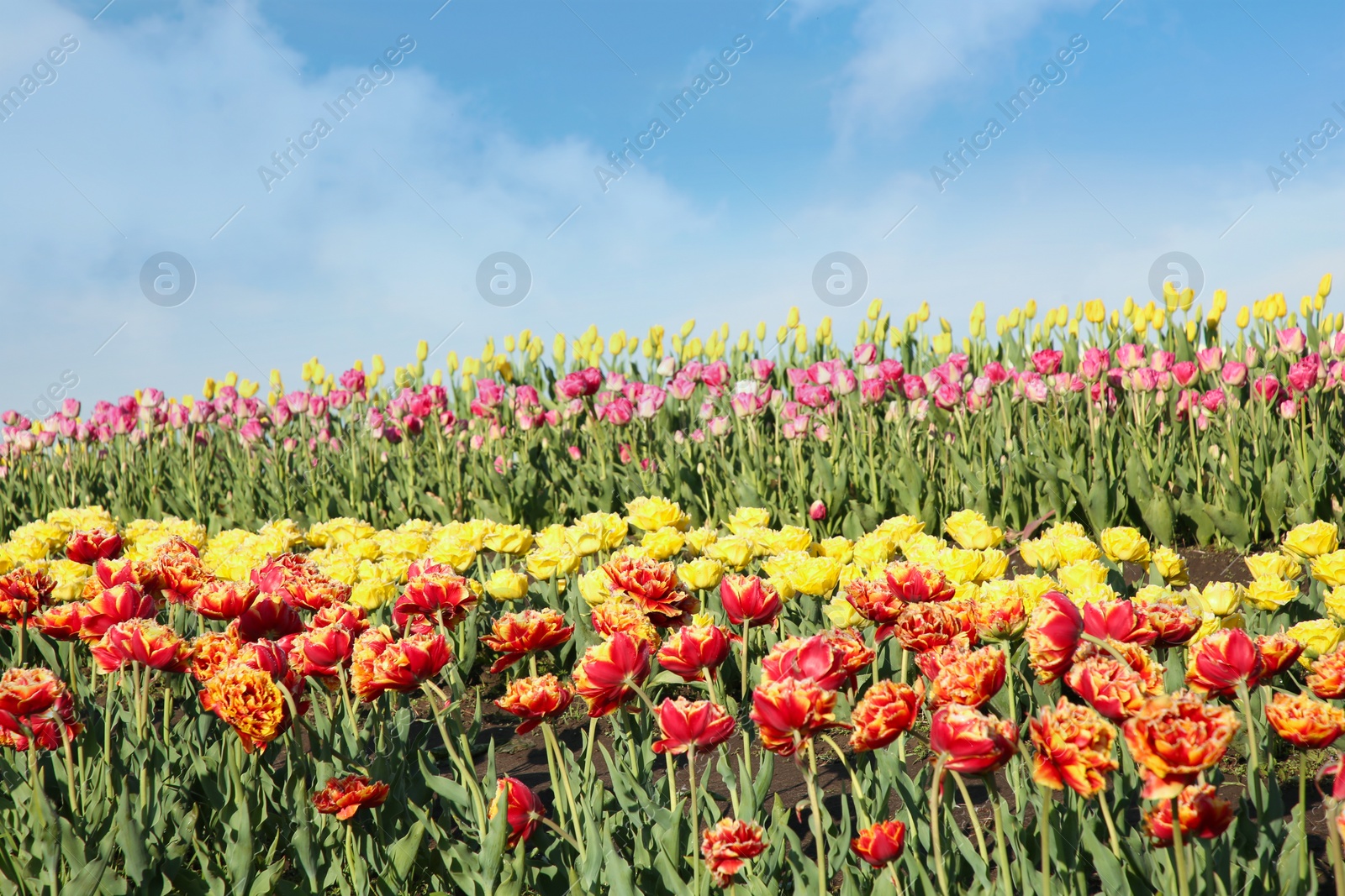 Photo of Beautiful colorful tulip flowers growing in field on sunny day