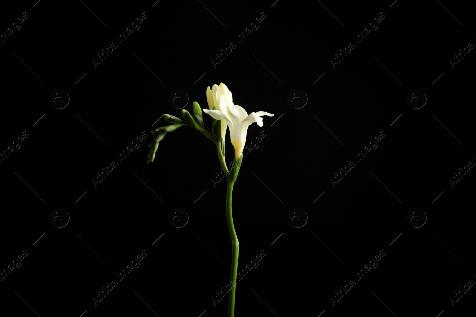 Photo of Beautiful white freesia flowers on black background