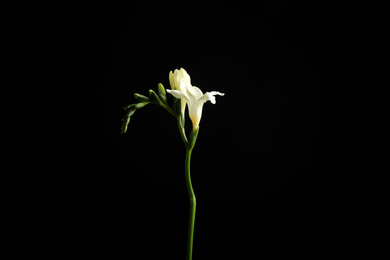 Photo of Beautiful white freesia flowers on black background