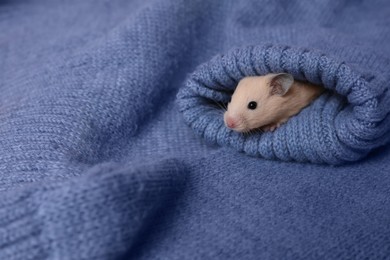 Photo of Cute little hamster in sleeve of blue knitted sweater, space for text