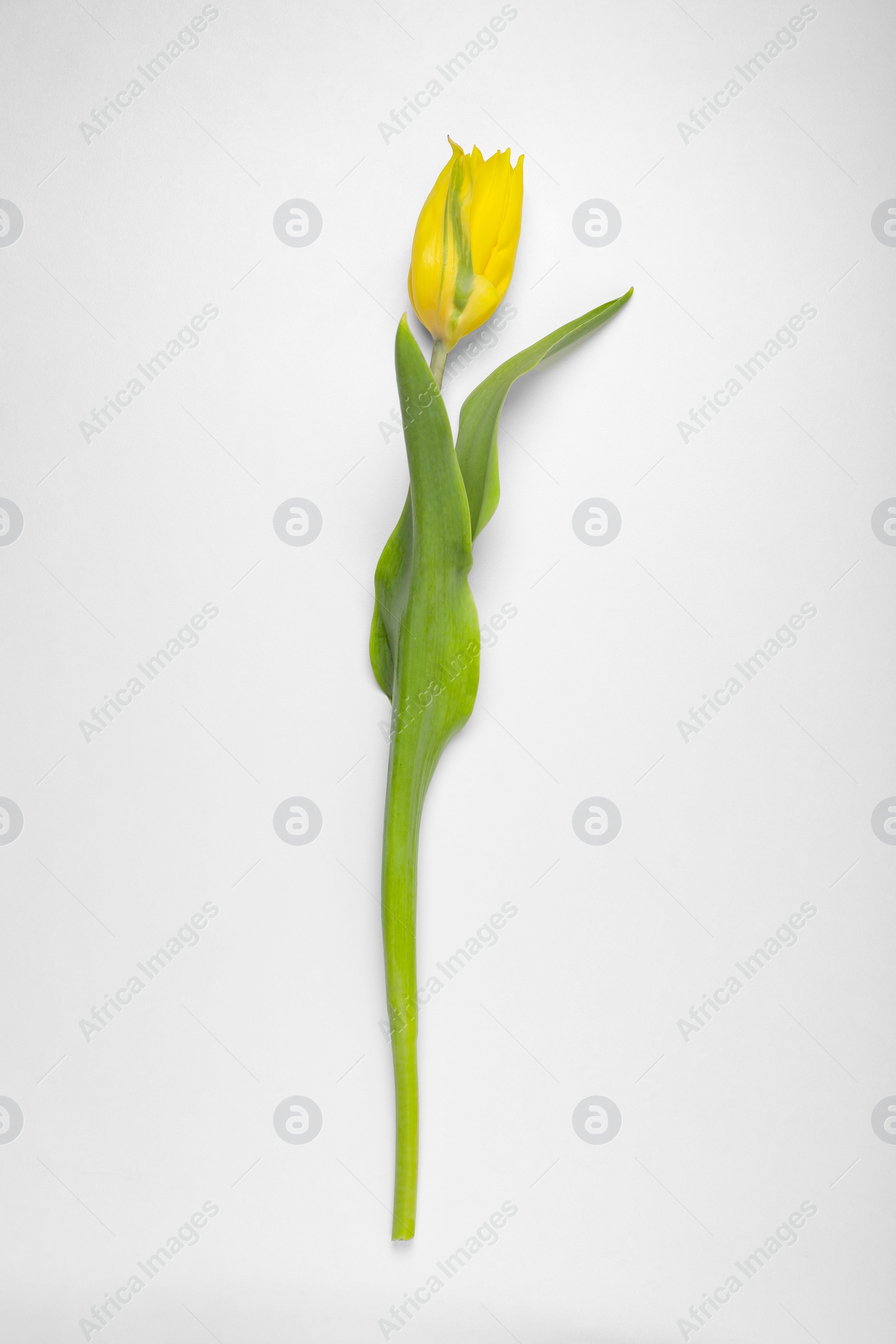 Photo of Beautiful yellow tulip flower on white background, top view