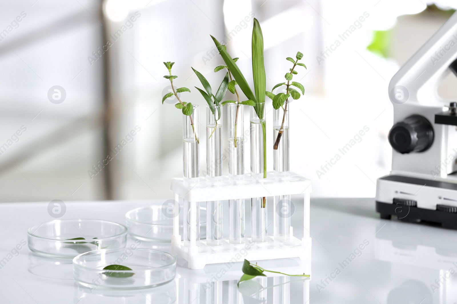 Photo of Laboratory glassware with different plants on table against blurred background. Chemistry research