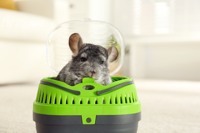 Photo of Cute grey chinchilla inside carrier in room
