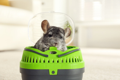 Cute grey chinchilla inside carrier in room