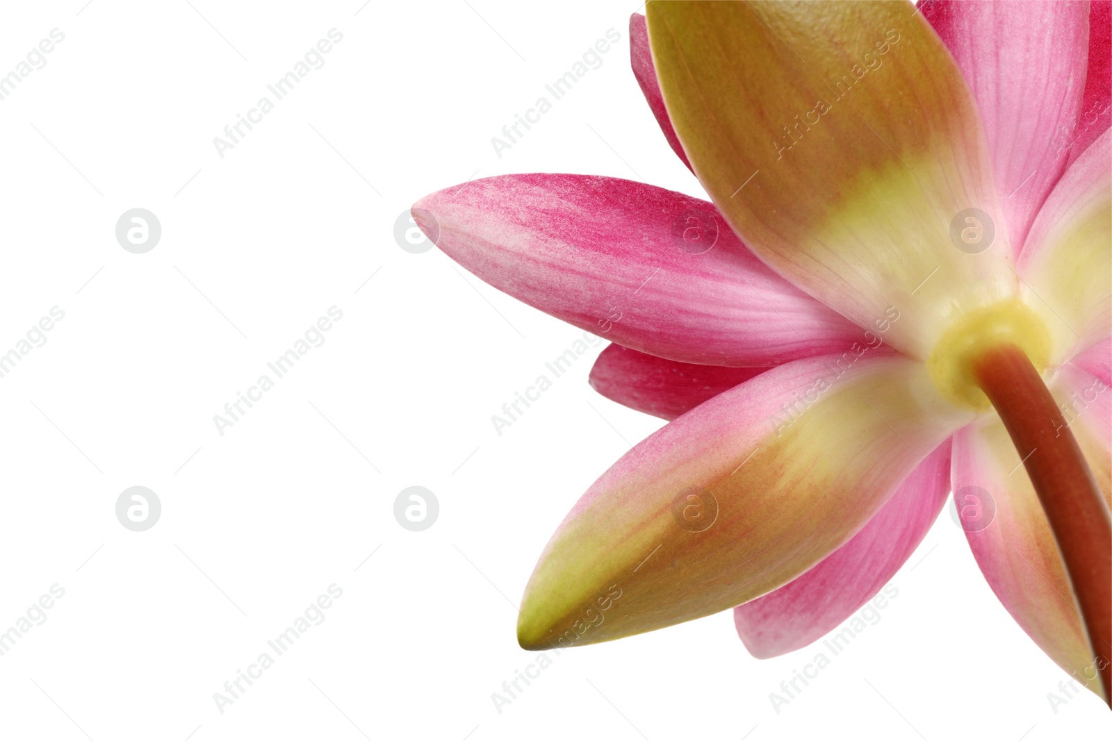 Photo of Beautiful blooming pink lotus flower on white background, closeup