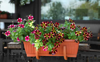 Beautiful petunia flowers in plant pot outdoors