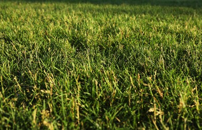 Photo of Lush green grass outdoors on sunny day