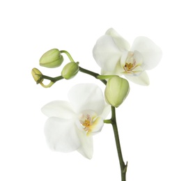 Branch with beautiful orchid flowers on white background. Tropical plant