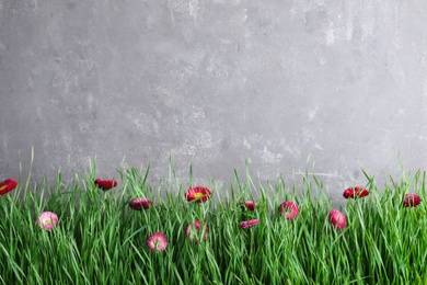 Vibrant green grass with beautiful flowers against grey background, space for text