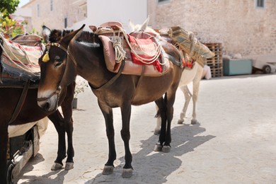 Cute donkeys with tack and pretty accessories on city street