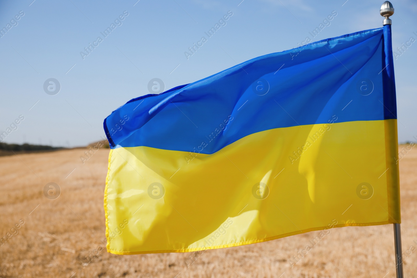 Photo of National flag of Ukraine in wheat field against blue sky, closeup