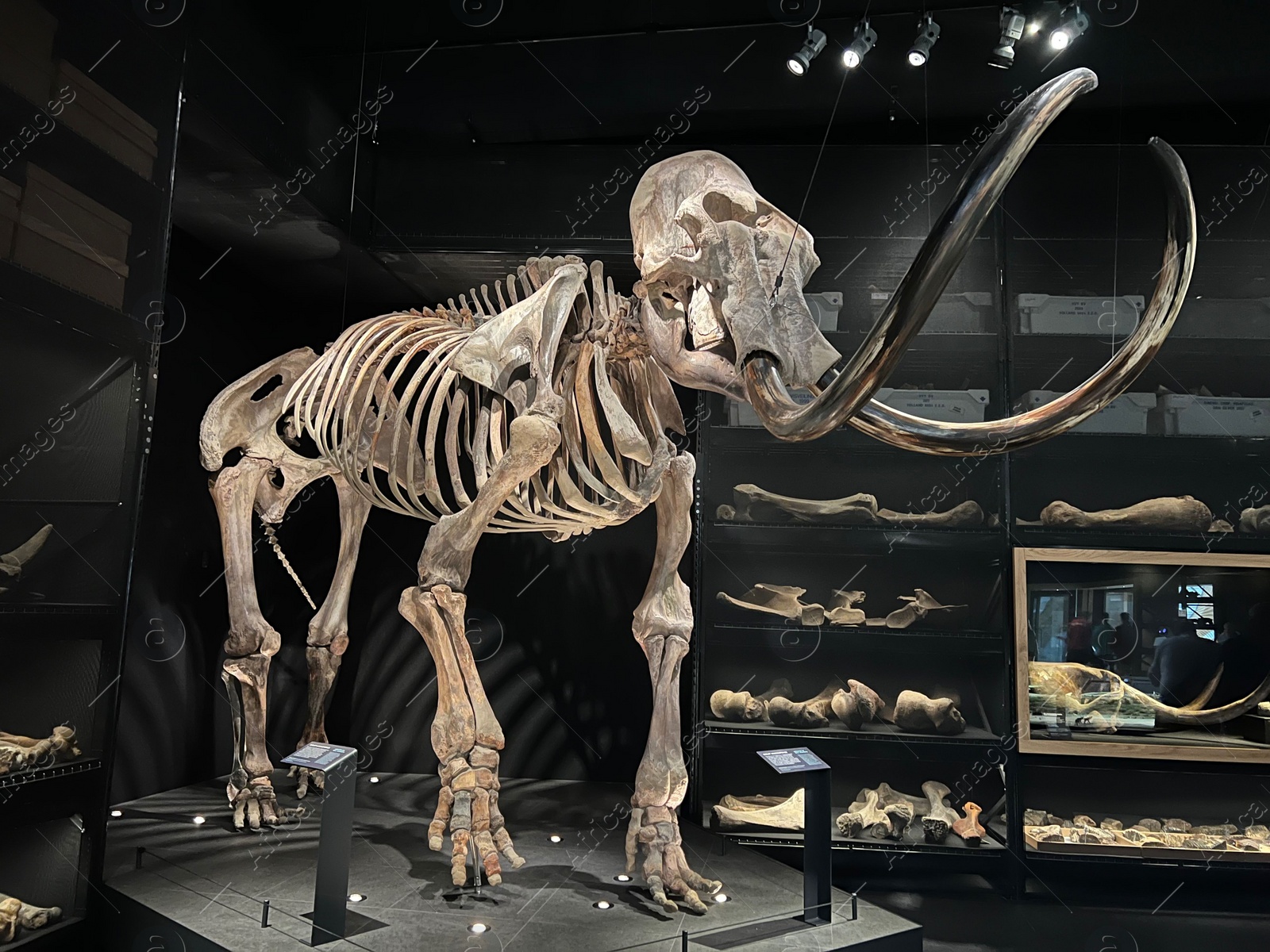 Photo of Leiden, Netherlands - June 18, 2022: Life size skeleton of Mammoth in Naturalis Biodiversity Center