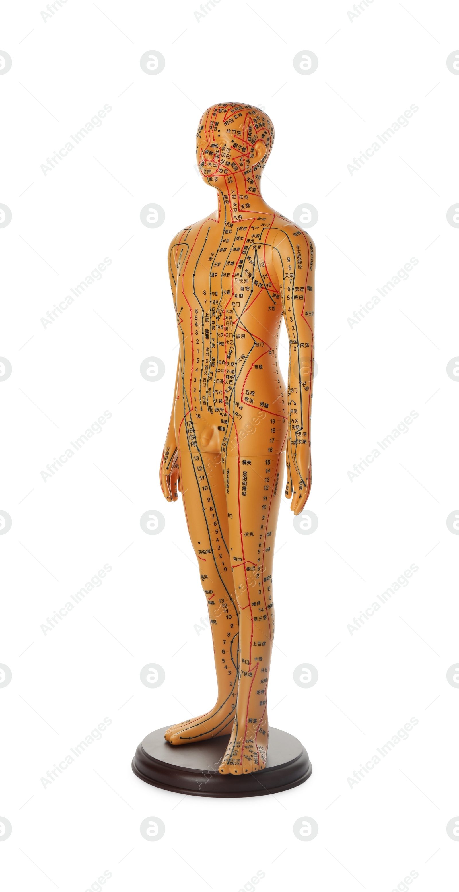 Photo of Acupuncture model. Male mannequin with dots and lines isolated on white