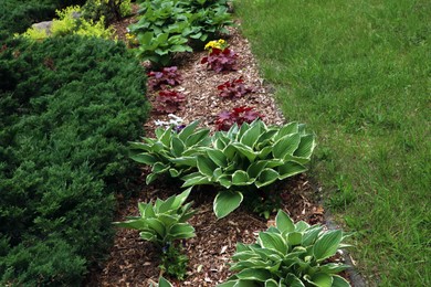 Photo of Many different beautiful plants outdoors. Gardening and landscaping