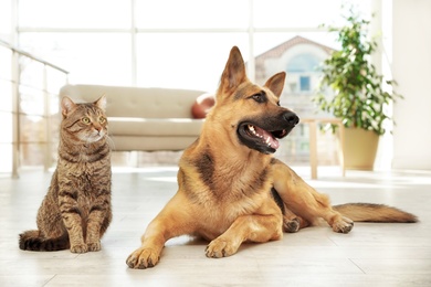 Photo of Cat and dog together on floor indoors. Funny friends