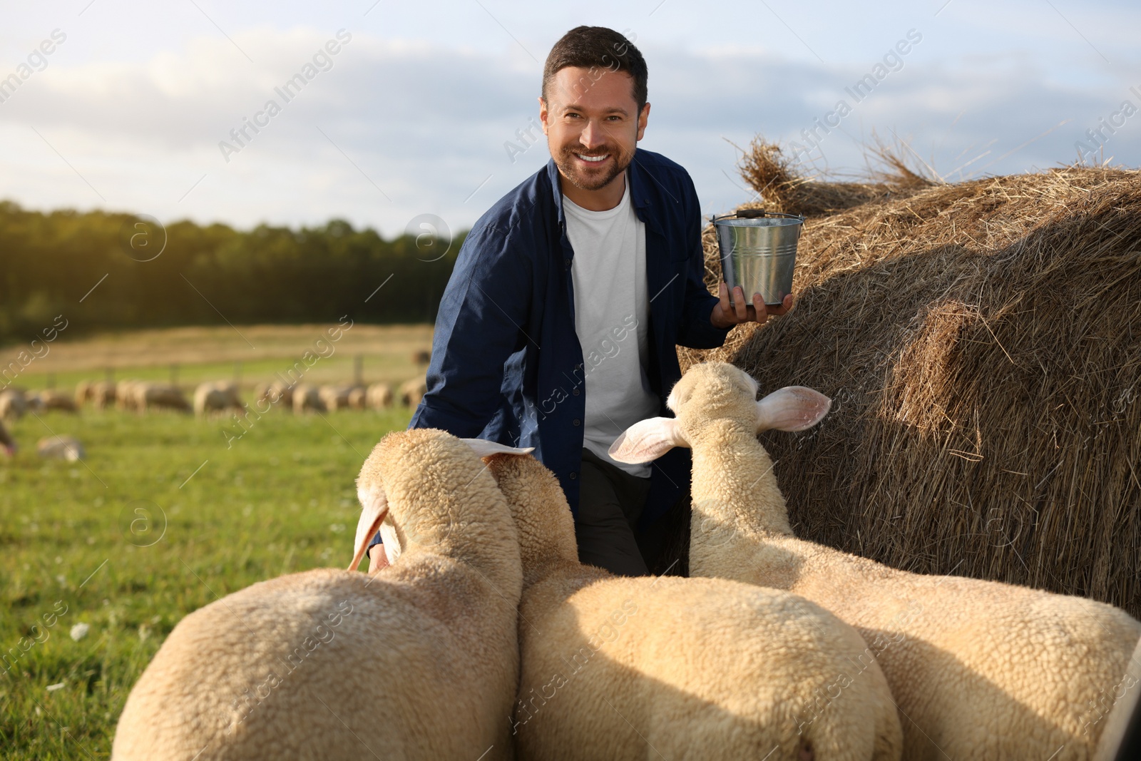 Photo of Smiling man with bucket feeding sheep near hay bale on animal farm