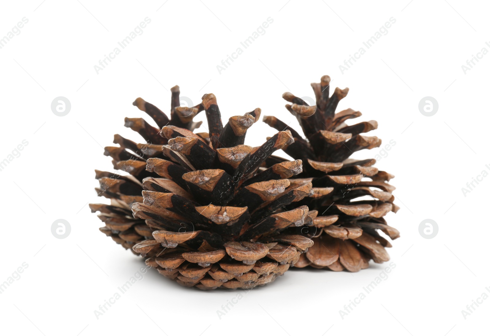 Photo of Beautiful dry pine cones on white background