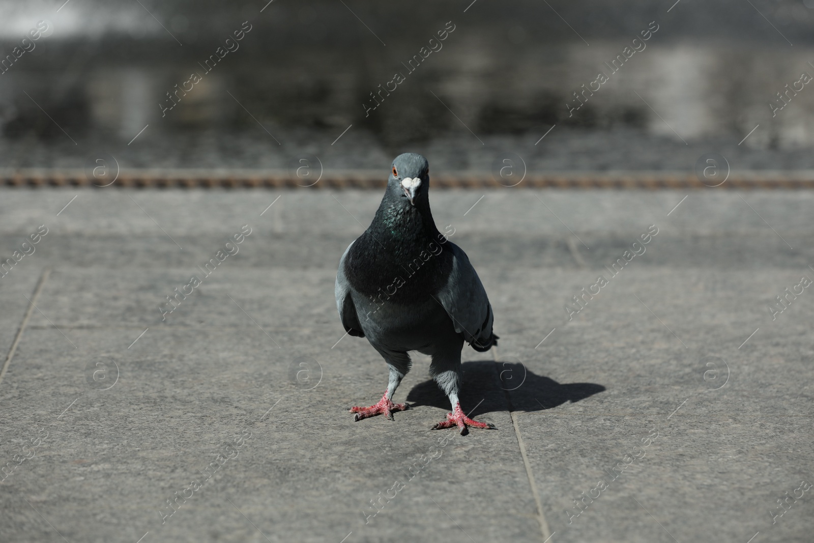 Photo of Beautiful grey dove outdoors on sunny day