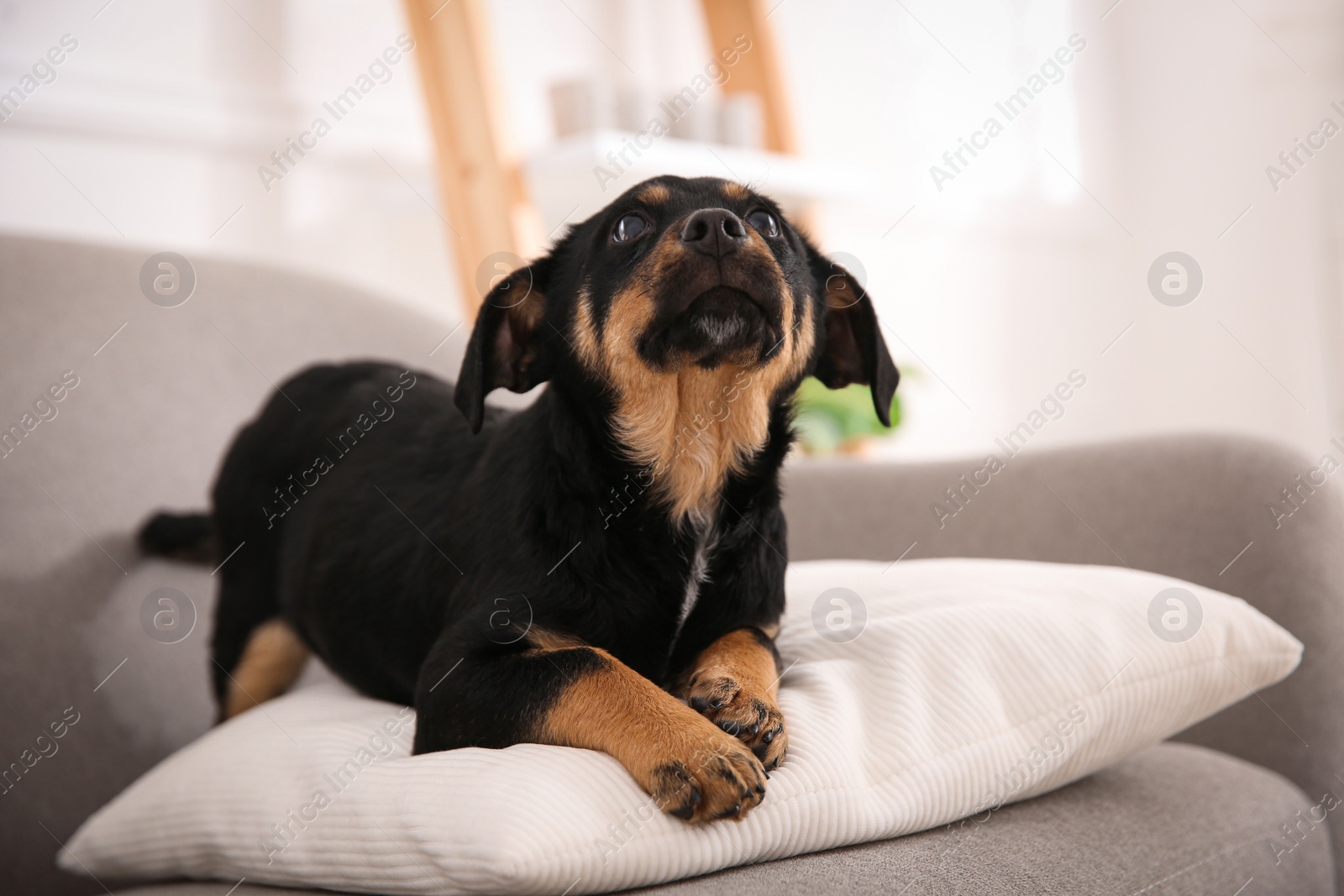 Photo of Cute little black puppy on sofa indoors