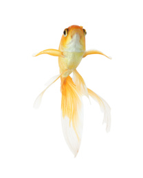 Photo of Beautiful bright small goldfish isolated on white