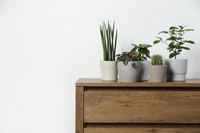 Photo of Many different houseplants in pots on wooden table near white wall, space for text