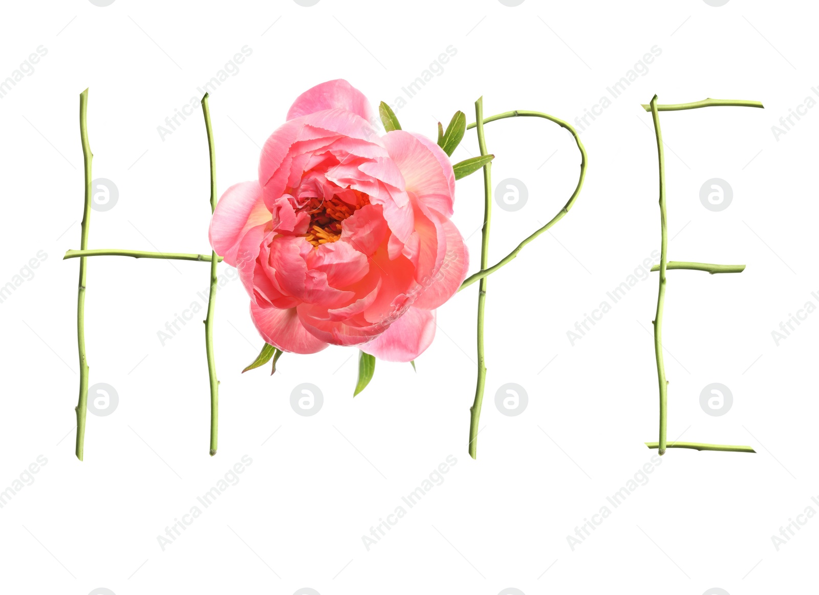 Image of Word HOPE made with letters and beautiful peony on white background