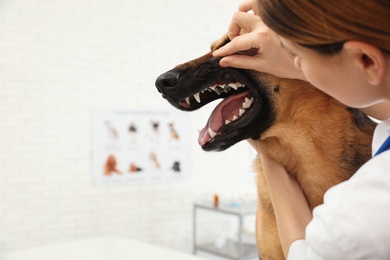Photo of Professional veterinarian examining dog's teeth in clinic. Space for text