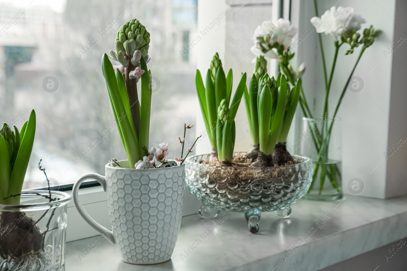 Photo of Beautiful bulbous plants on windowsill indoors. Spring time