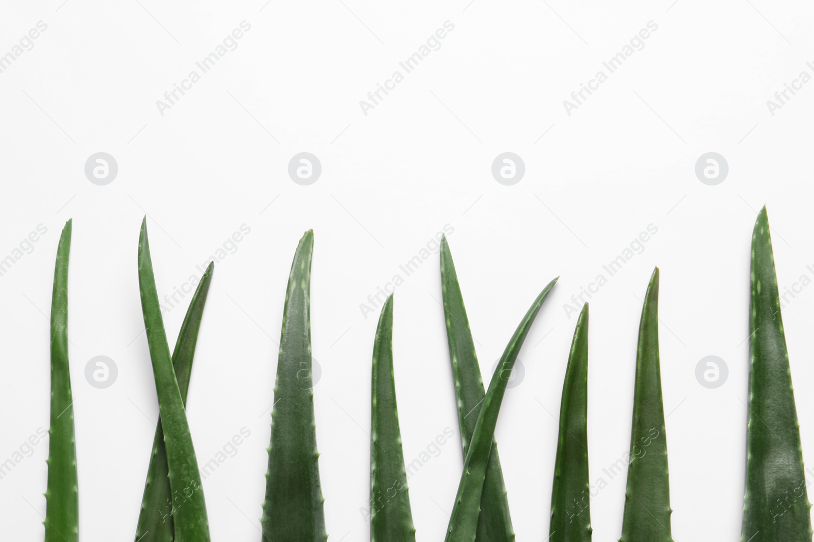 Photo of Fresh aloe vera leaves on white background, flat lay. Space for text