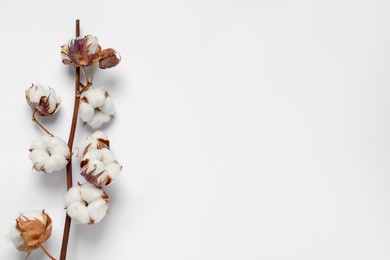 Photo of Dried cotton branch with fluffy flowers on white background, top view. Space for text