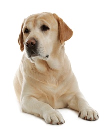 Photo of Yellow labrador retriever lying on white background