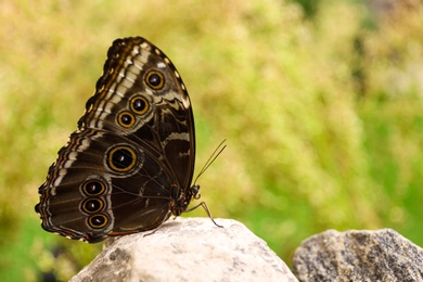 Beautiful Blue Morpho butterfly on stone outdoors