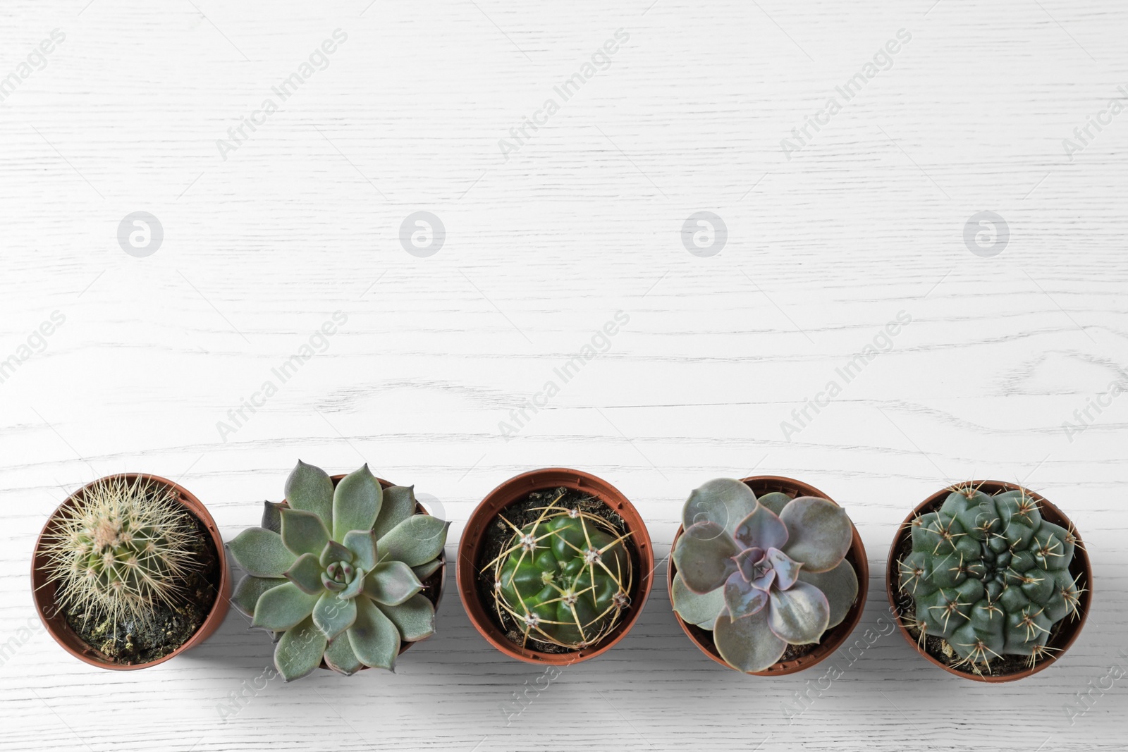 Photo of Flat lay composition with different succulent plants in pots on white wooden table, space for text. Home decor