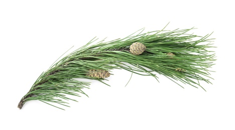 Photo of Green pine branch with cones isolated on white