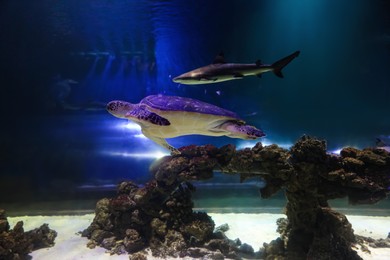 Photo of Beautiful turtle and shark swimming in clear aquarium