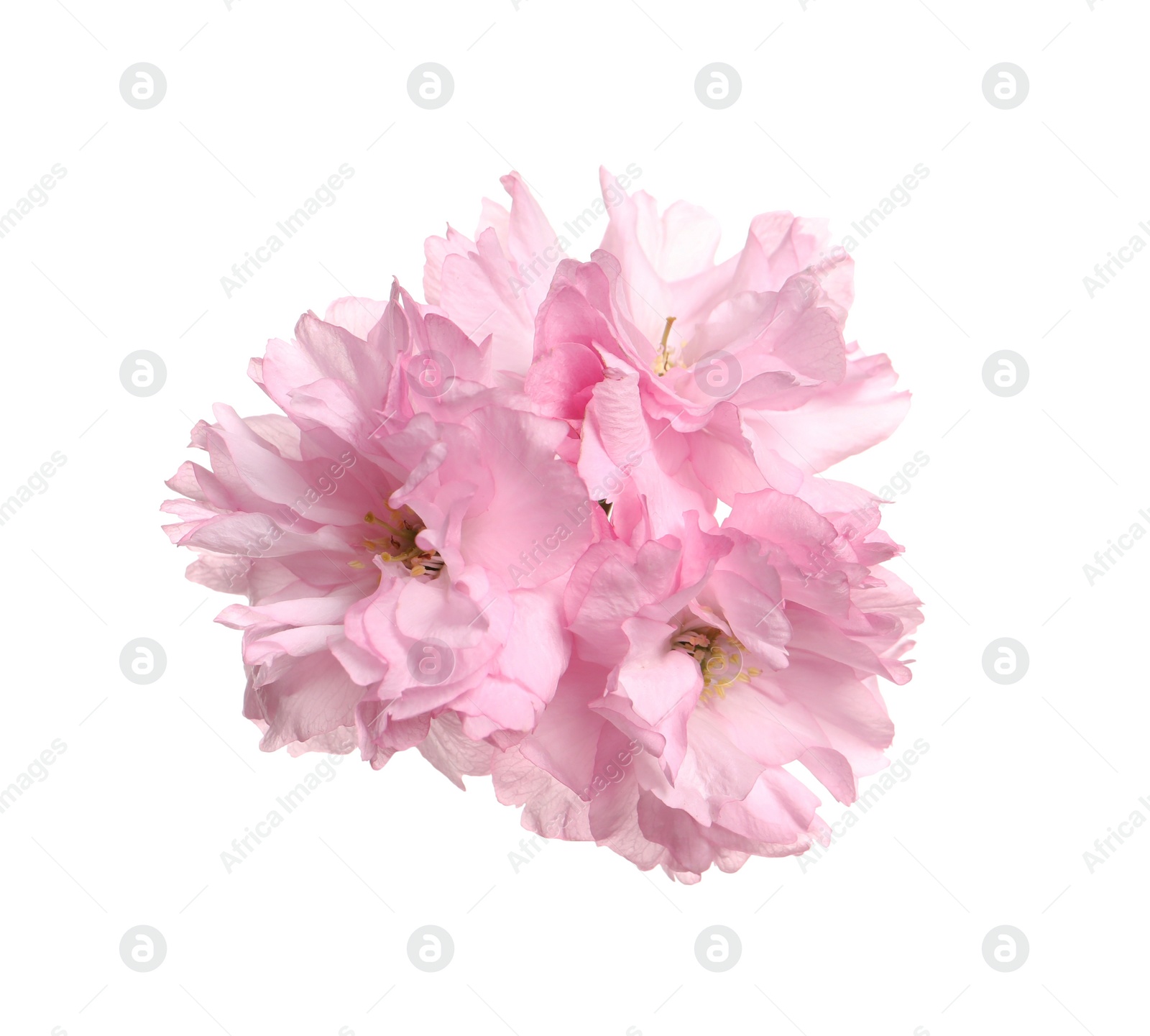 Photo of Beautiful pink sakura blossoms isolated on white