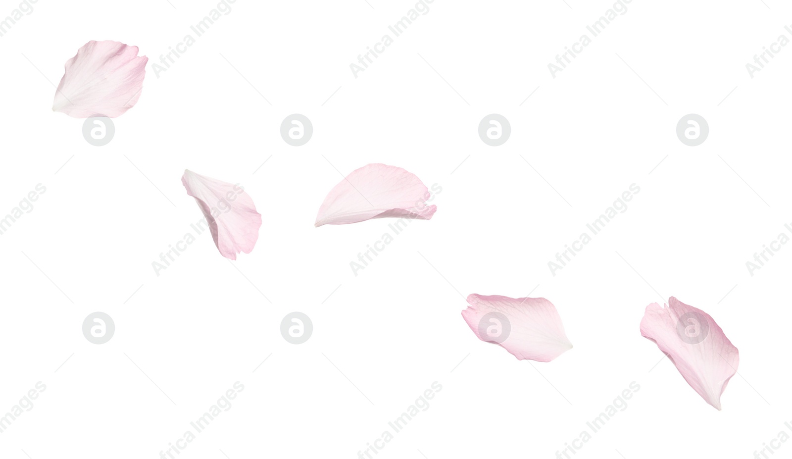 Photo of Beautiful pink sakura blossom petals isolated on white