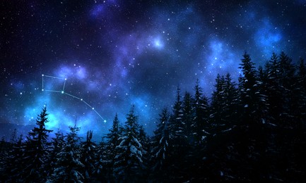 Image of Little Bear (Ursa Minor) constellation in starry sky over conifer forest at night, low angle view