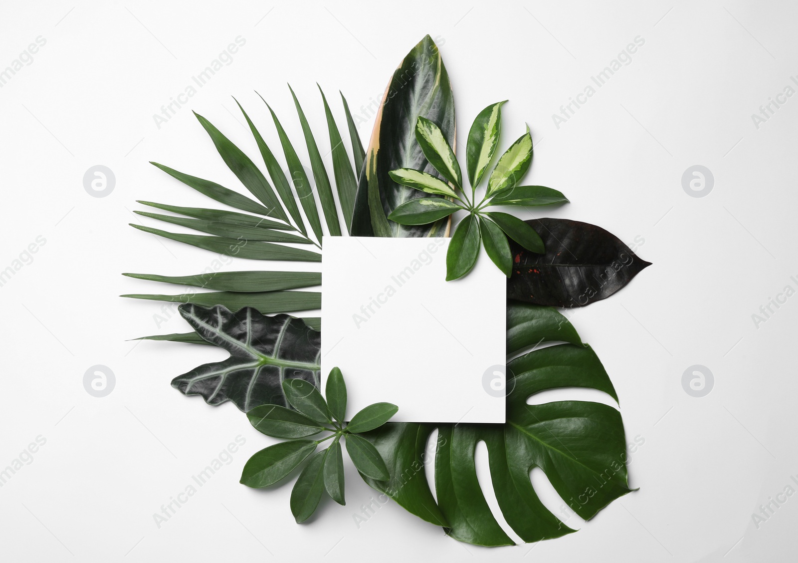 Photo of Beautiful composition with tropical leaves and blank card on white background, top view