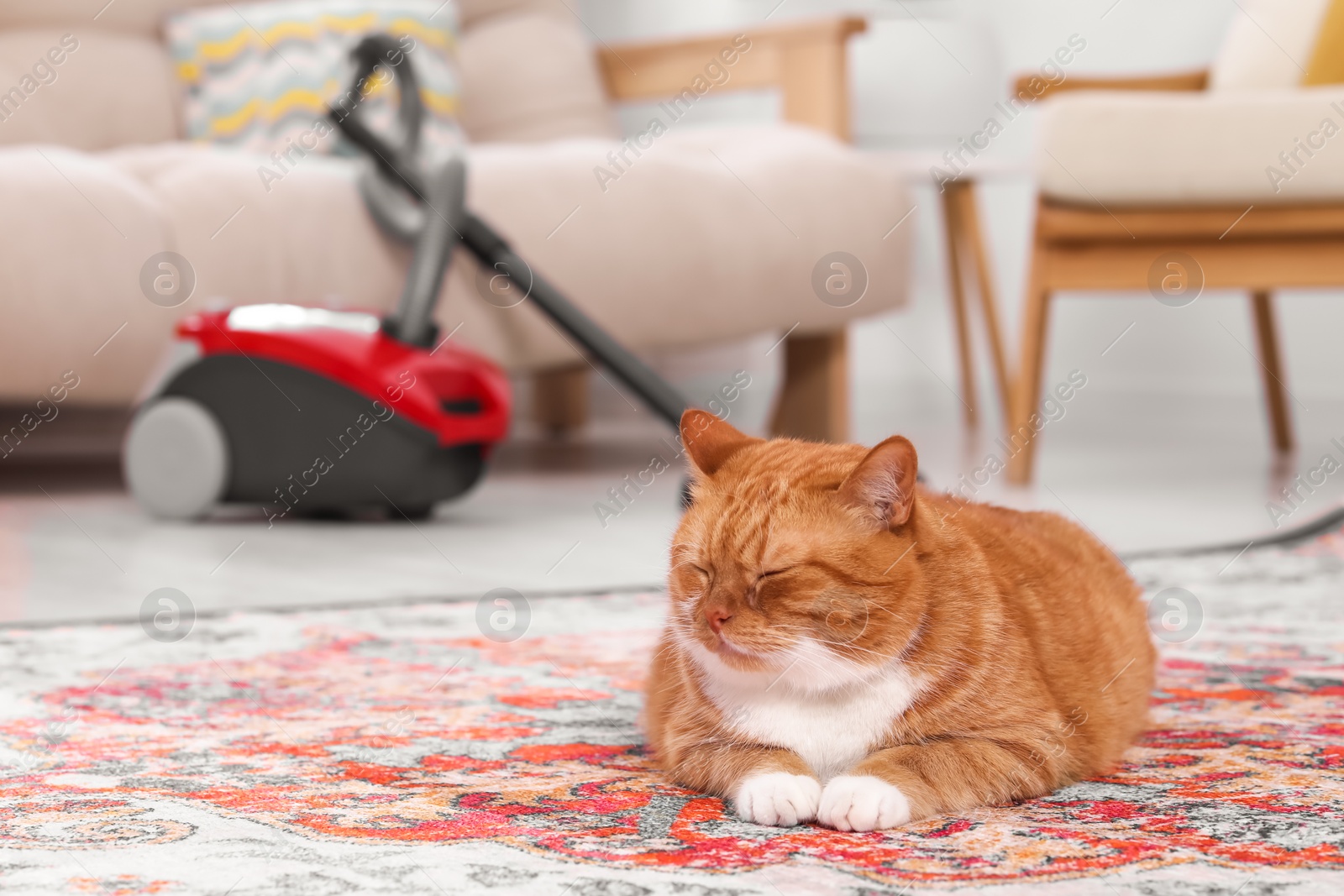 Photo of Cute ginger cat lying on carpet at home, space for text