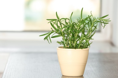 Pot with fresh rosemary bush on table