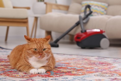 Photo of Cute ginger cat lying on carpet at home, space for text