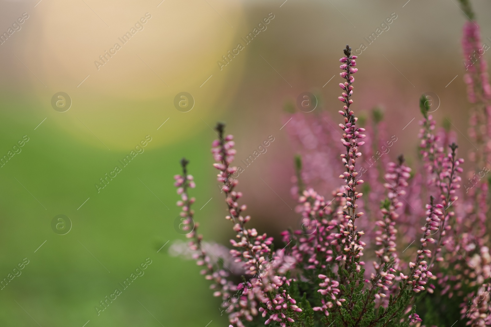 Photo of Heather shrub with beautiful flowers outdoors. Space for text