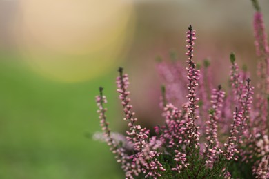 Photo of Heather shrub with beautiful flowers outdoors. Space for text