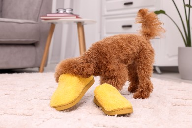 Cute Maltipoo dog near yellow slippers at home. Lovely pet