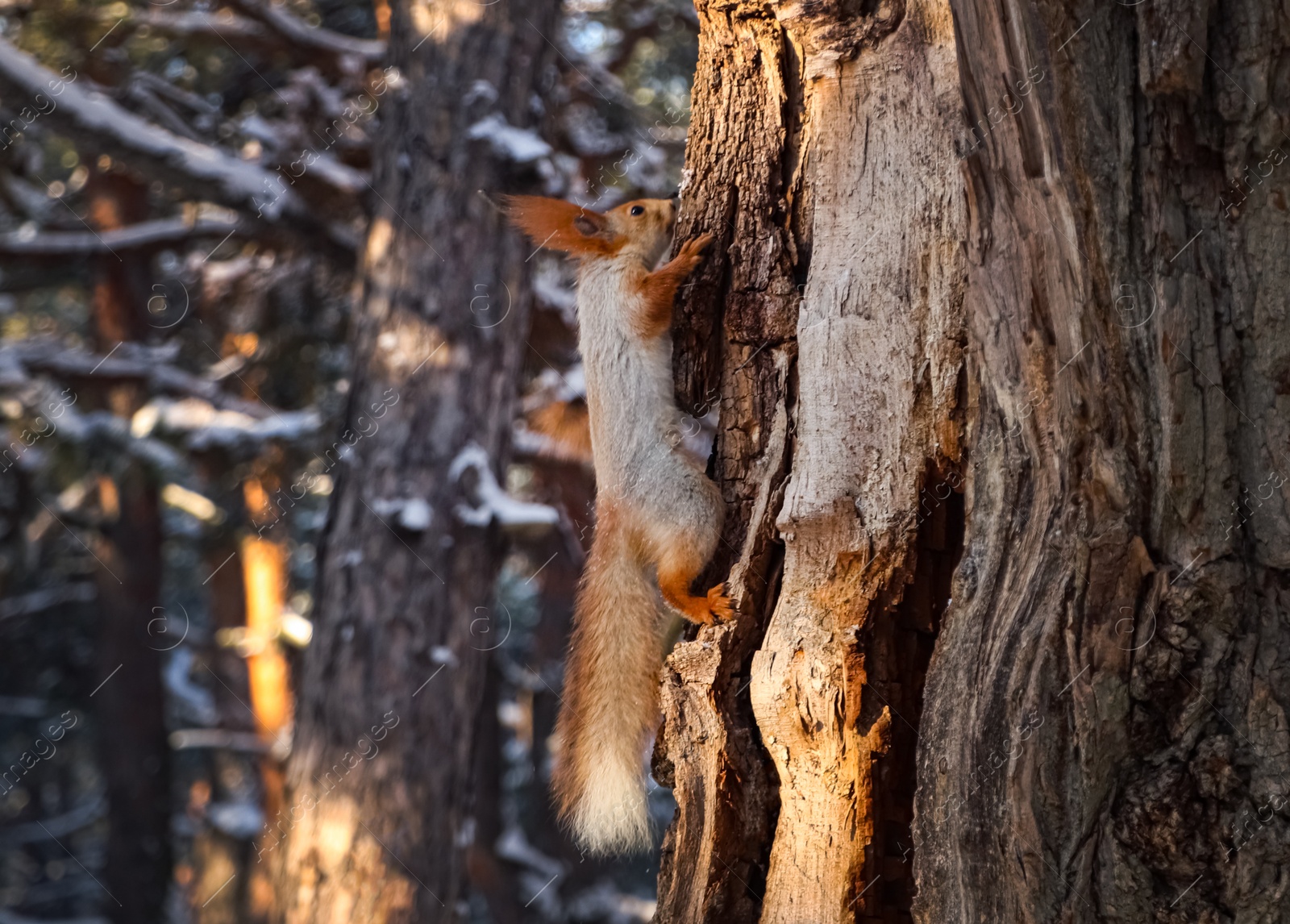 Photo of Cute squirrel on acacia tree in winter forest