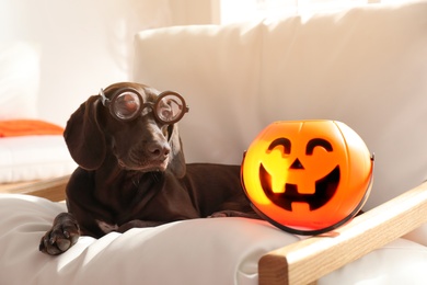 Adorable German Shorthaired Pointer dog in funny glasses with Halloween trick or treat bucket on armchair indoors